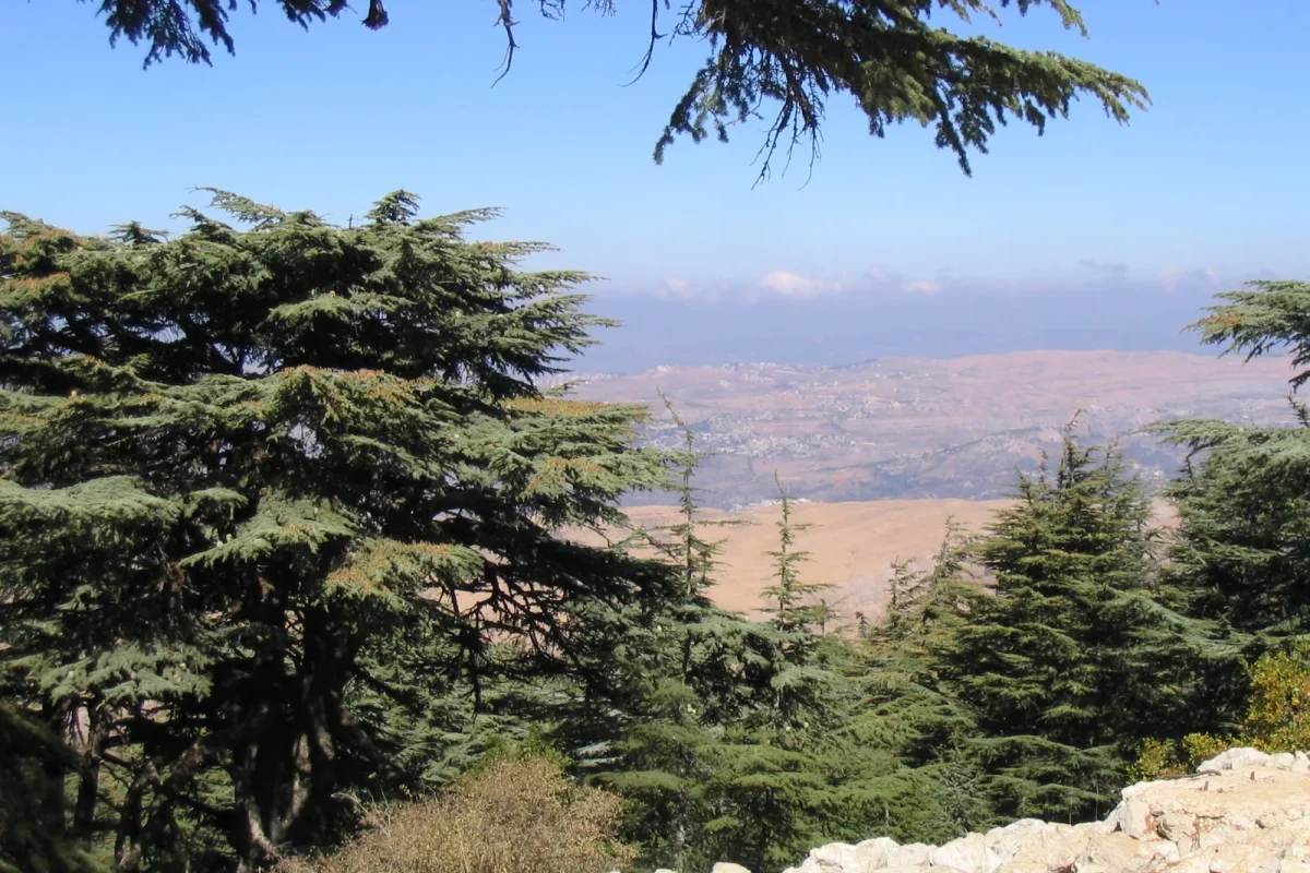 Lübnan dağlarındaki sedir ağaçları ve arkadaki vadi manzarası