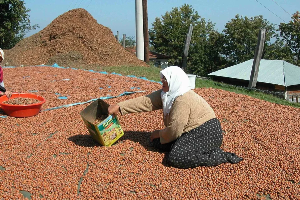 Güneşte kurutulmak üzere yere serilmiş fındık