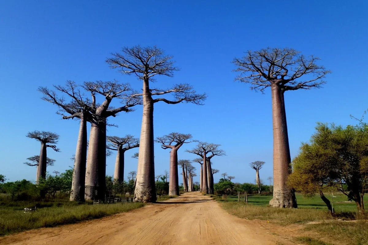 Madagaskar’da toprak yolun iki yanına dizilmiş baobab ağaçları