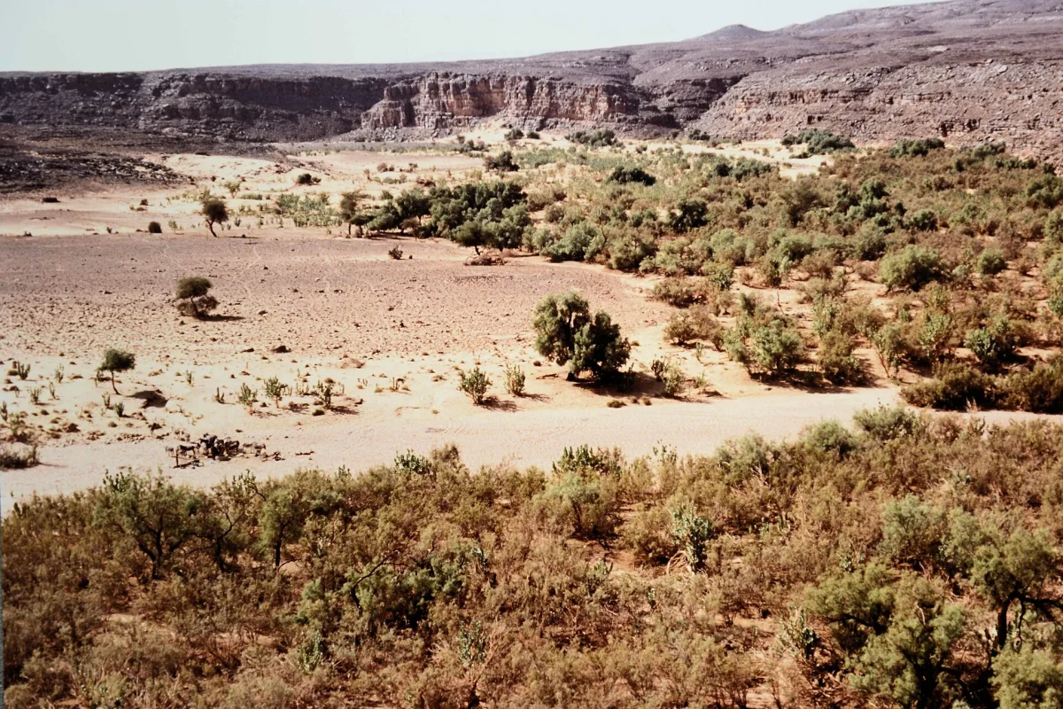 Cezayir’de Tassili platosunda kuru vadi tabanındaki bitki örtüsü ve kumtaşı kayalıklar