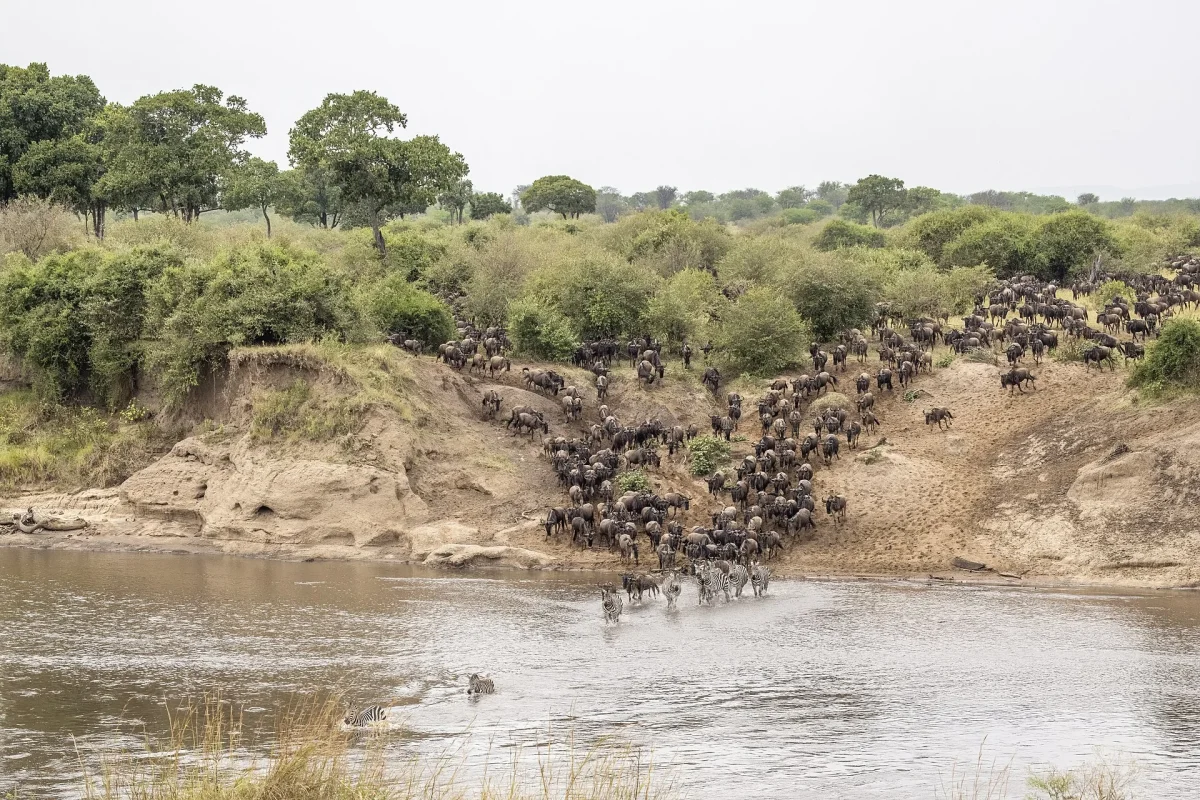 Serengeti’de nehri geçen antilop sürüsü
