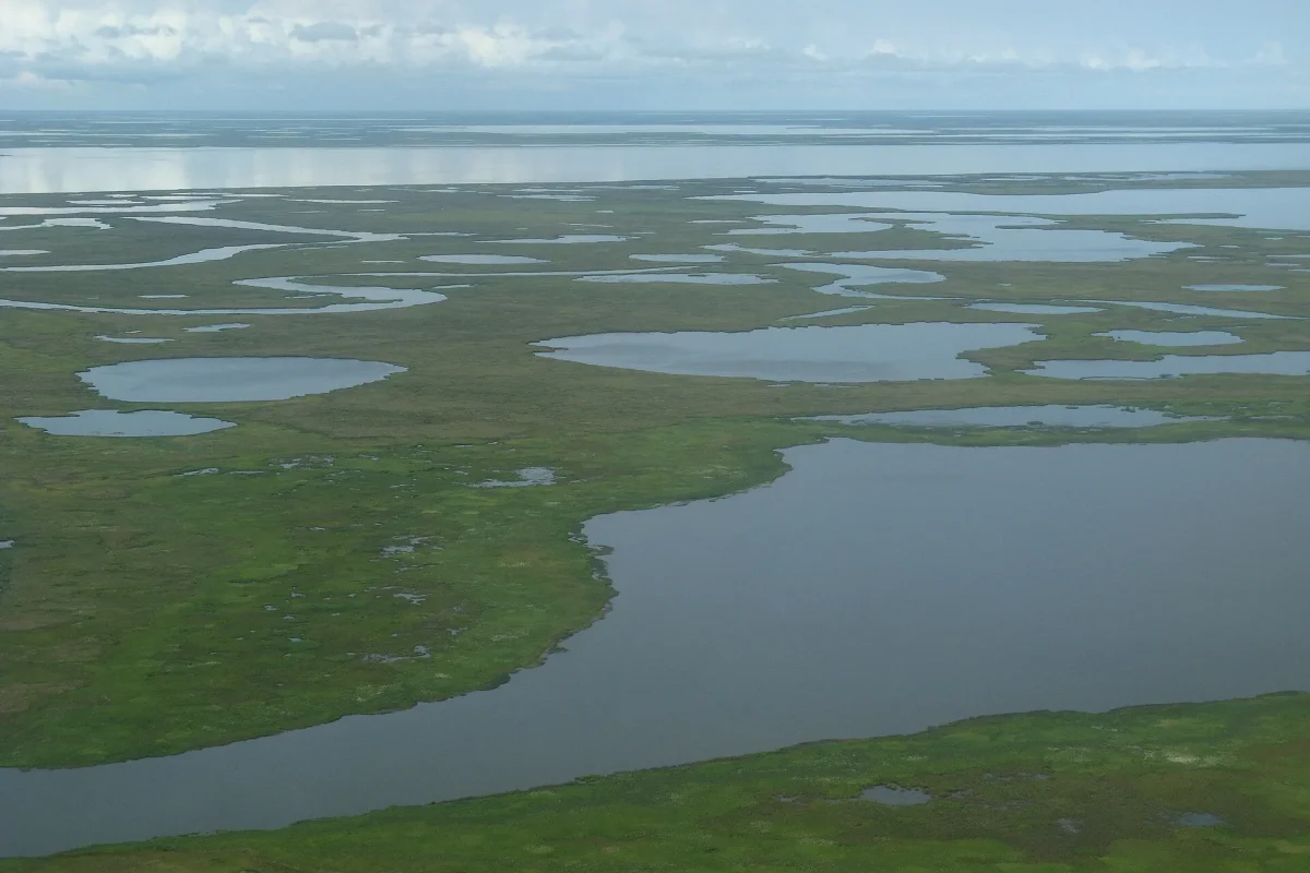 Tundra bölgesindeki sulak düzlükler