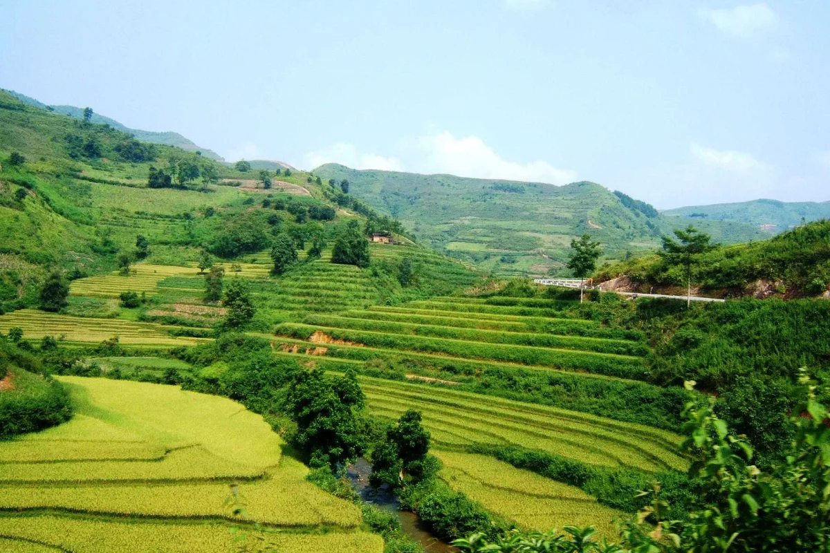 Vietnam’da yamaçlara açılmış basamaklı pirinç tarlaları
